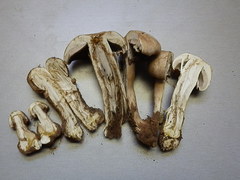 Agaricus approximans image