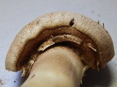 Agaricus approximans image