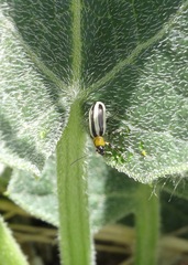 Acalymma trivittatum