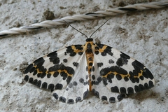 Abraxas grossulariata