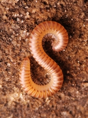 Cylindroiulus punctatus