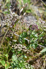 Kitagawia terebinthacea