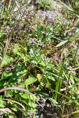 Kitagawia terebinthacea