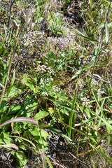 Kitagawia terebinthacea