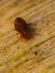 Dicyrtomina ornata