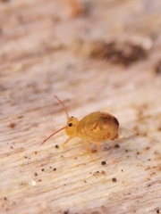 Dicyrtomina ornata