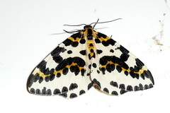 Abraxas grossulariata