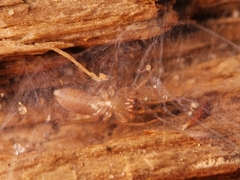 Dysderidae