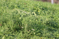 Achillea millefolium