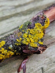 Xanthomendoza hasseana