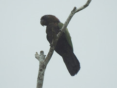 Deroptyus accipitrinus