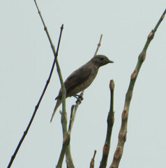 Cotinga cayana