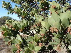 Arctostaphylos montereyensis