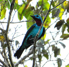 Cotinga cayana