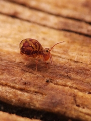 Dicyrtomina ornata