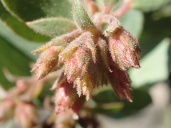 Arctostaphylos montereyensis