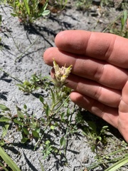 Castilleja chrysantha