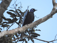 Gymnoderus foetidus