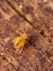Dicyrtomina ornata