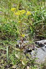 Patrinia scabiosifolia