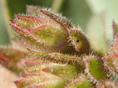 Arctostaphylos montereyensis