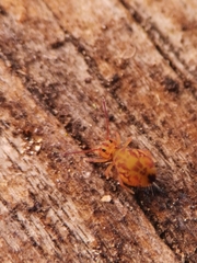 Dicyrtomina ornata