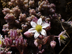 Sedum dasyphyllum