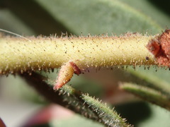 Arctostaphylos montereyensis
