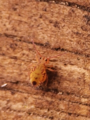 Dicyrtomina ornata