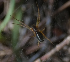 Frontinellina frutetorum