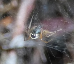 Frontinellina frutetorum