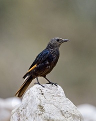 Onychognathus tristramii
