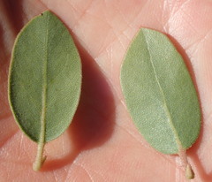 Arctostaphylos montereyensis