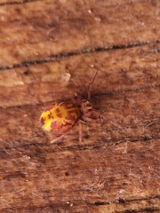 Dicyrtomina ornata
