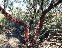 Arctostaphylos montereyensis
