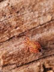 Dicyrtomina ornata