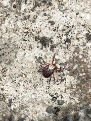 Dermacentor variabilis