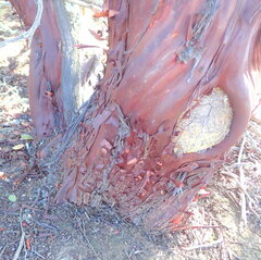 Arctostaphylos montereyensis