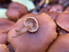 Tubaria furfuracea