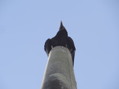 Coragyps atratus