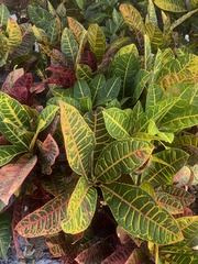Codiaeum variegatum