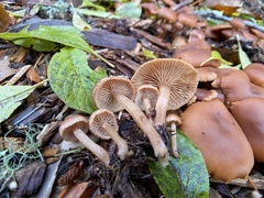Tubaria furfuracea