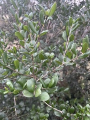 Eugenia foetida