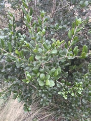 Eugenia foetida