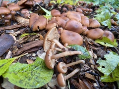 Tubaria furfuracea