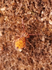 Dicyrtomina ornata