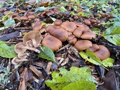 Tubaria furfuracea