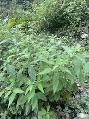 Heliotropium