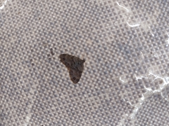 Larentiinae