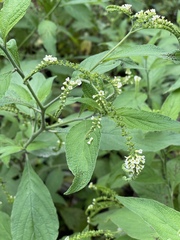 Heliotropium
